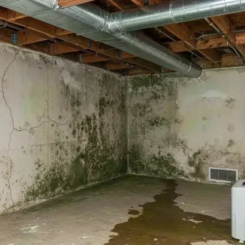 Professional Mold Removal in Coffee County, TN